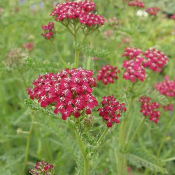 Schafgarbe  (Achillea millefolium) Kirschkönigin / Cerise Queen