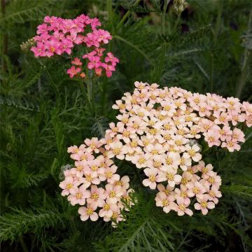 Schafgarbe (Achillea millefolium) Lachsschönheit