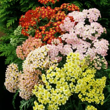 Schafgarbe (Achillea millefolium) Summer Pastels