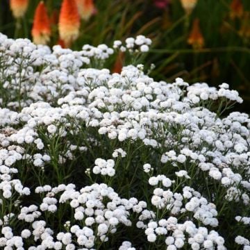 Bertramsgarbe (Achillea ptarmica) Peter Cottontail