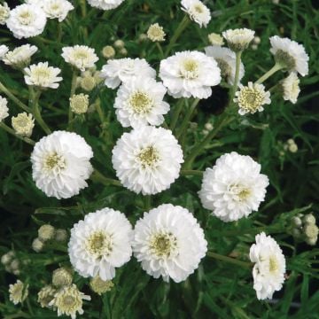 Bertramsgarbe (Achillea ptarmica) The Pearl