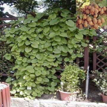 Selbstbefruchtende Kiwi (Actinidia deliciosa) Jenny