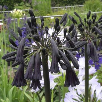 Schmucklilie (Agapanthus) Black Magic