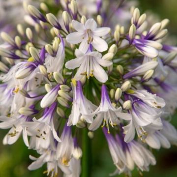 Schmuck-Lilie (Agapanthus) Fireworks