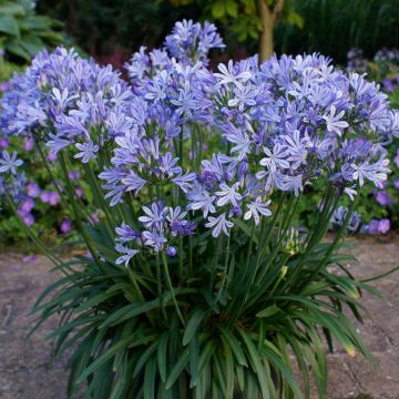 Zwerg-Schmucklilie (Agapanthus africanus) Charlotte