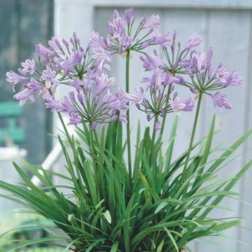 Zwerg-Schmucklilie (Agapanthus africanus) Peter Pan
