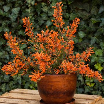 Duftnessel (Agastache) Kudos Mandarin®