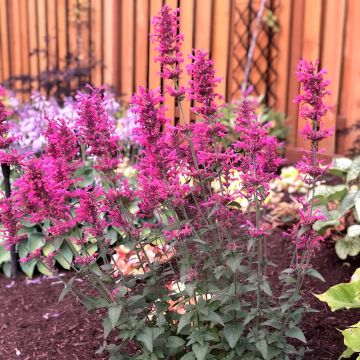 Duftnessel (Agastache) Morello