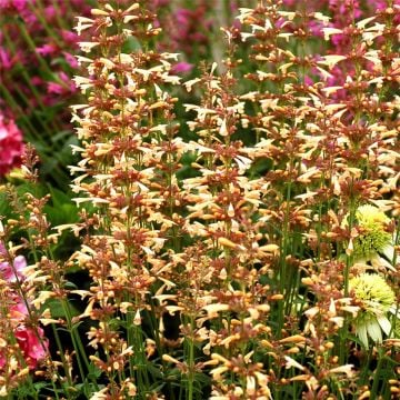 Duftnessel (Agastache) Summer Glow