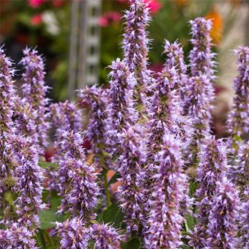 Duftnessel (Agastache mexicana) Blue Fortune