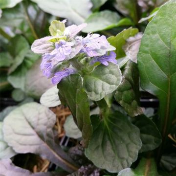 Kriechender Günsel (Ajuga reptans) Braunherz