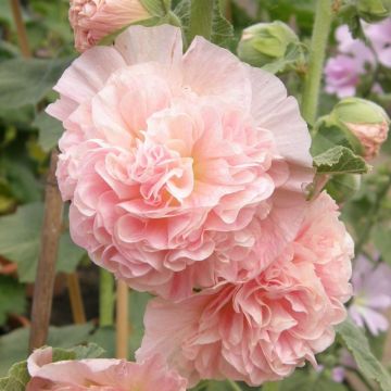 Stockrose (Alcea rosea plena) CHATERS Apricot