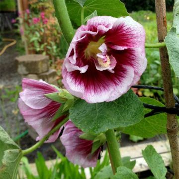 Stockrose (Alcea rosea) Crème de Cassis