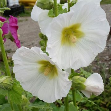Stockrose (Alcea rosea) Polarstar