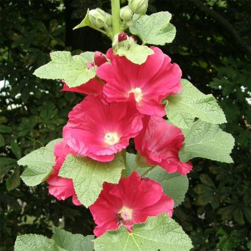 Stockrose (Alcea rosea ) rot / pink einfach