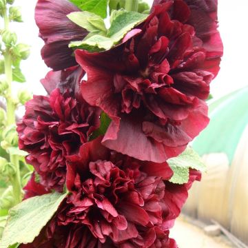 Stockrose (Alcea rosea plena) CHATERS Purple