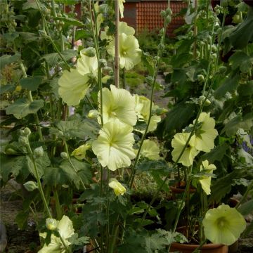 Russische Stockrose (Alcea rugosa)