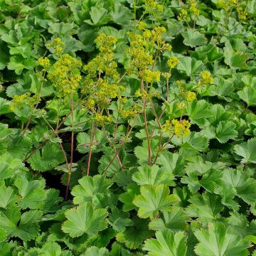 Gewöhnlicher Frauenmantel (Alchemilla xanthochlora)