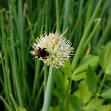 Winterheckenzwiebel (Allium fistulosum) 