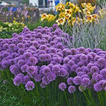 Berglauch Zierlauch (Allium senescens) Millennium