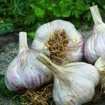 Echter Knoblauch (Allium sativum) Therador