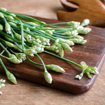 Schnittknoblauch (Allium tuberosum) 