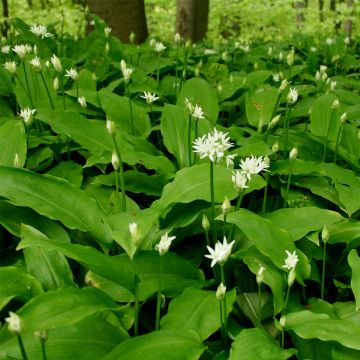 Bärlauch (Allium ursinum) 