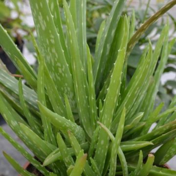 Aloe (Aloe vera) 