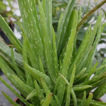 Aloe (Aloë vera) 