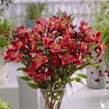 Hohe Inkalilie (Alstroemeria) MAJESTIC Chinon