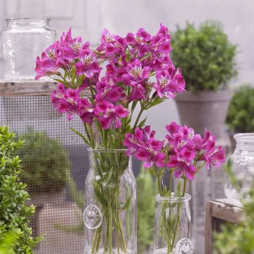 Hohe Inkalilie (Alstroemeria) MAJESTIC Montsoreau