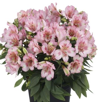 Inkalilie (Alstroemeria hybrid) COLORITA Theresa