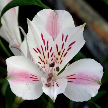 Inkalilie (Alstroemeria) Duchess Beatrice