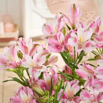 Inkalilie (Alstroemeria) Duchess Emilie