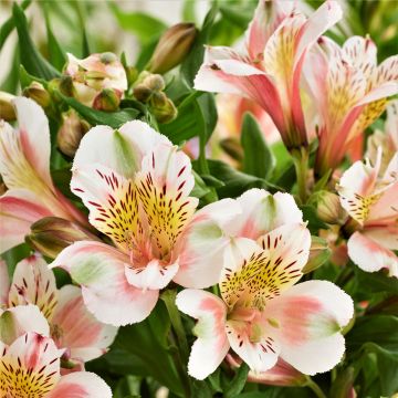 Inkalilie (Alstroemeria) Duke Jean