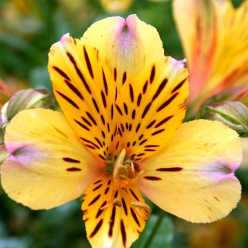 Hohe Inkalilie (Alstroemeria) Duke Nicholas