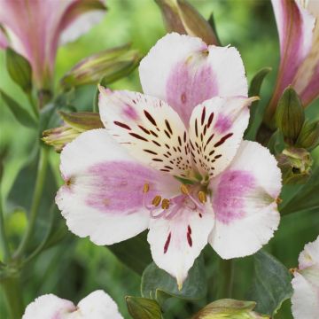 Hohe Inkalilie (Alstroemeria) MAJESTIC Fougeré