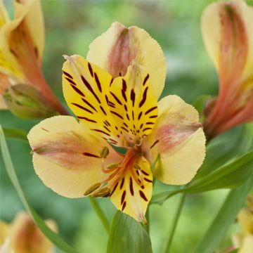 Hohe Inkalilie (Alstroemeria) MAJESTIC Layon