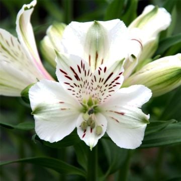 Hohe Inkalilie (Alstroemeria) MAJESTIC Maze
