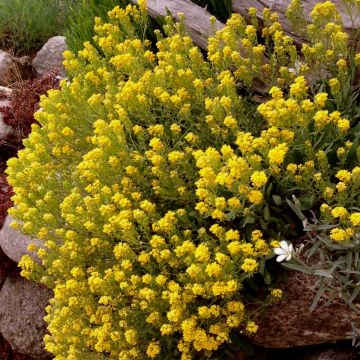 Felsensteinkraut (Alyssum montanum) Berggold