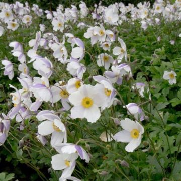 Herbst Anemone (Anemone japonica) Wild SWAN®