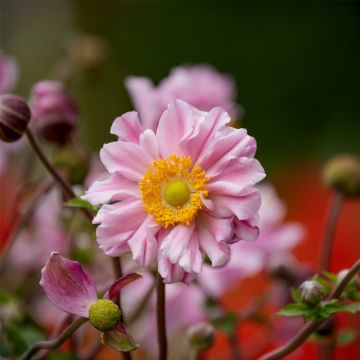 Herbstanemone (Anemone hybrida) Garden Breeze Whirlwind Pink