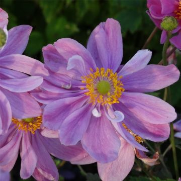 Herbst Anemone (Anemone hupehensis) PRETTY LADY Emily