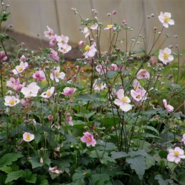 Herbst-Anemone (Anemone hupehensis) 