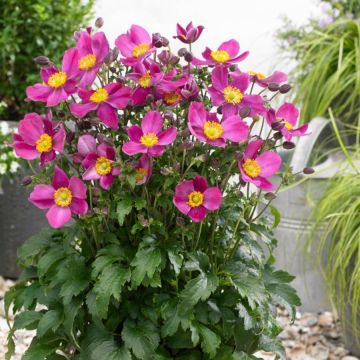 Herbst-Anemone (Anemone japonica) Fantasy Red Riding Hood