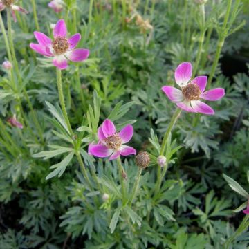 Rotes Gartenwindröschen  (Anemone multifida) Annabella Deep Rose