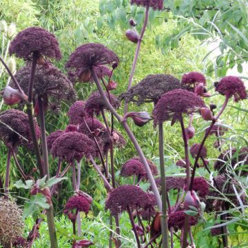 Großer Engelwurz (Angelica gigas) 