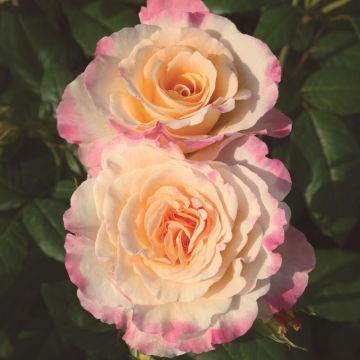 Nostalgierose (Züchterrose) Aquarell