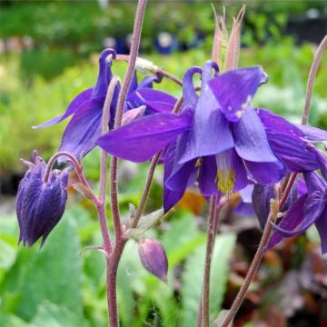 Alpenakelei (Aquilegia alpina ) 