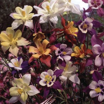 Sibirische Akelei (Aquilegia caerulea) Biedermeier